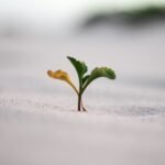 closeup photography of plant on ground